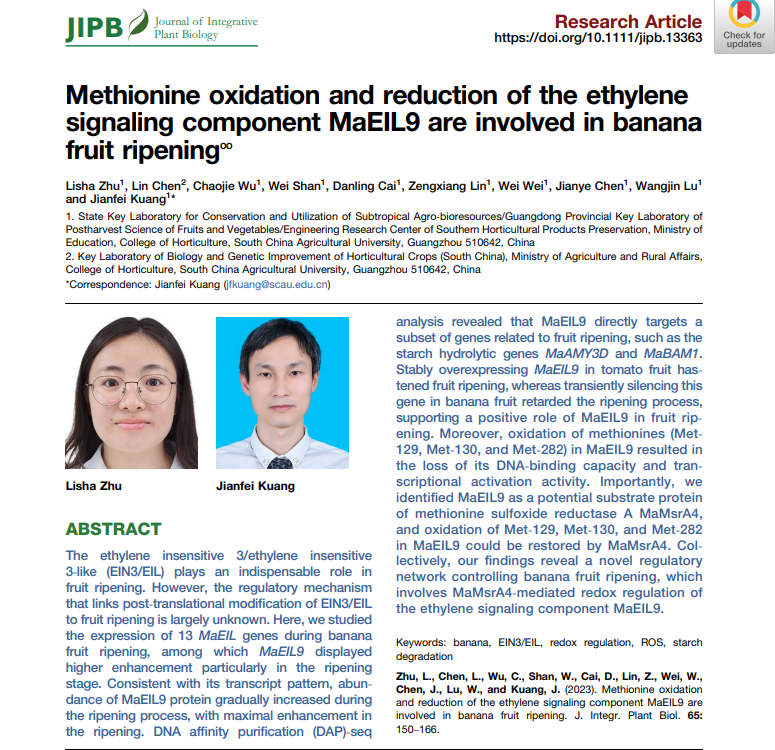 Methionine oxidation and reduction of the ethylene signaling component MaEIL9 are involved in banana fruit ripening