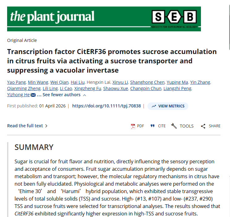 Transcription factor CitERF36 promotes sucrose accumulation in citrus fruits via activating a sucrose transporter and suppressing a vacuolar invertase