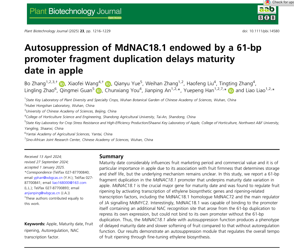 Autosuppression of MdNAC18.1 endowed by a 61-bp promoter fragment duplication delays maturity date in apple