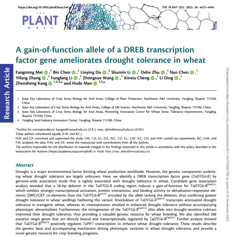A gain-of-function allele of a DREB transcription factor gene ameliorates drought tolerance in wheat